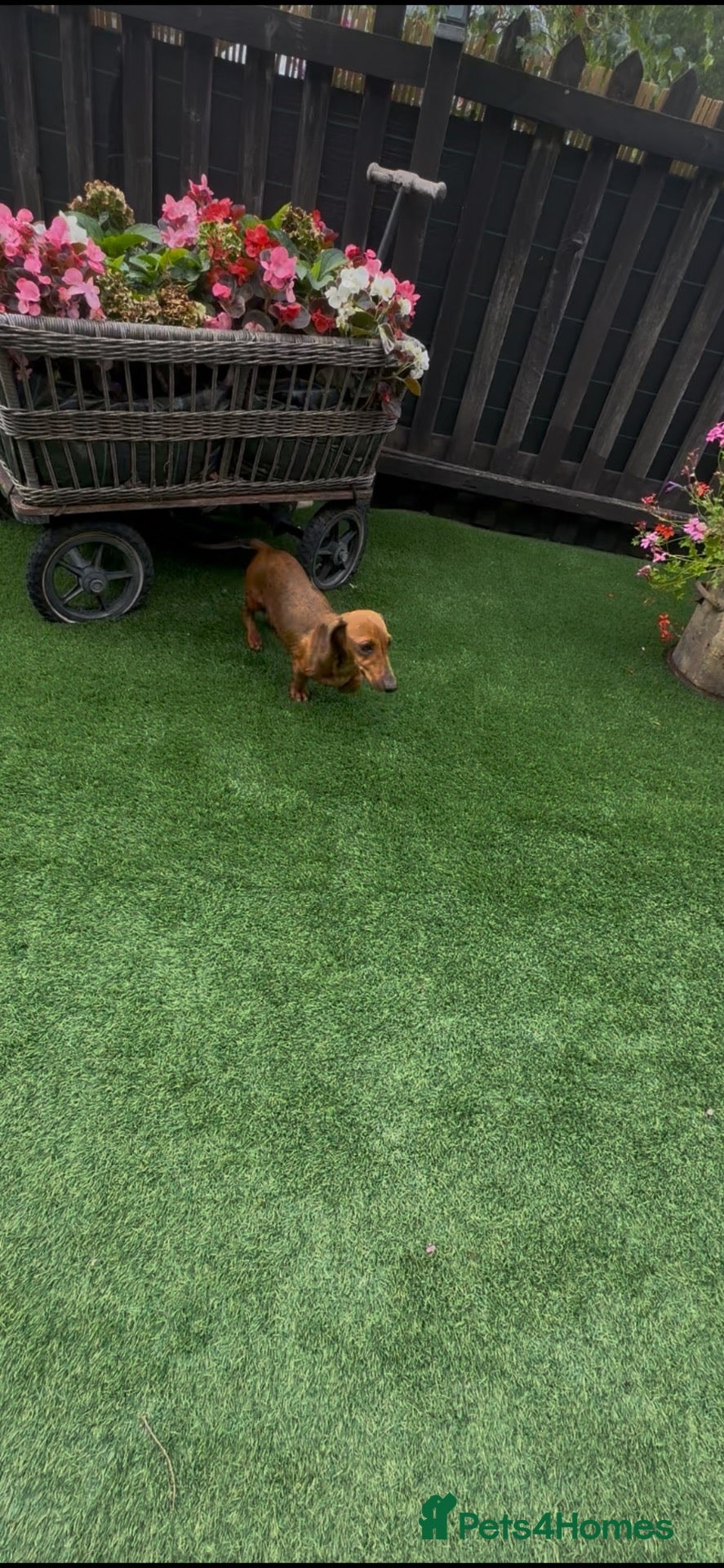 Miniature Dachshund dogs Miniature Daschund  - Advert 1