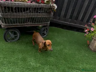 Miniature Dachshund dogs Miniature Daschund - Advert 3