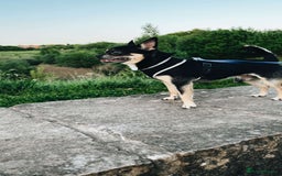 Chihuahua dogs for stud: For Stud  - Image 4