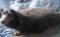 Miniature Dachshund dogs for sale: Miniature dachshund puppies  - Image 10