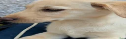 Labrador Retriever dogs for sale: Labrador retriever  in Strathaven - Advert 5