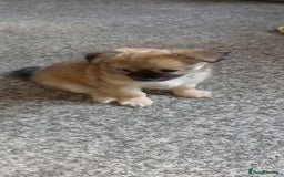 Chihuahua dogs for sale: Pure Chihuahua boy  - Image 4