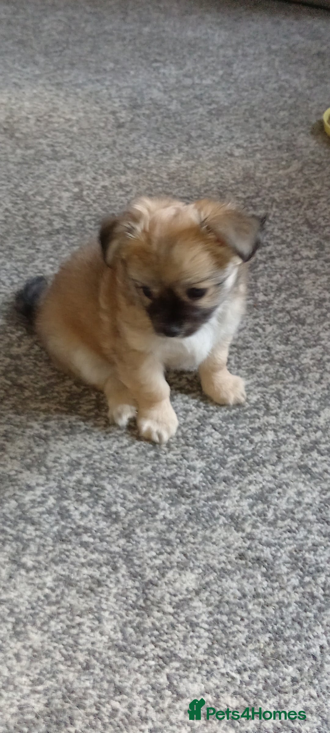 Chihuahua dogs for sale: Pure Chihuahua boy  - Image 4