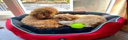 Toy Poodle dogs for sale: KC Pedigree Toy Poodle Puppies  - Advert 7