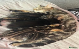 Domestic Shorthair cats for sale: 4 tabby kittens and 1 tuxedo kitten for sale! - Image 7