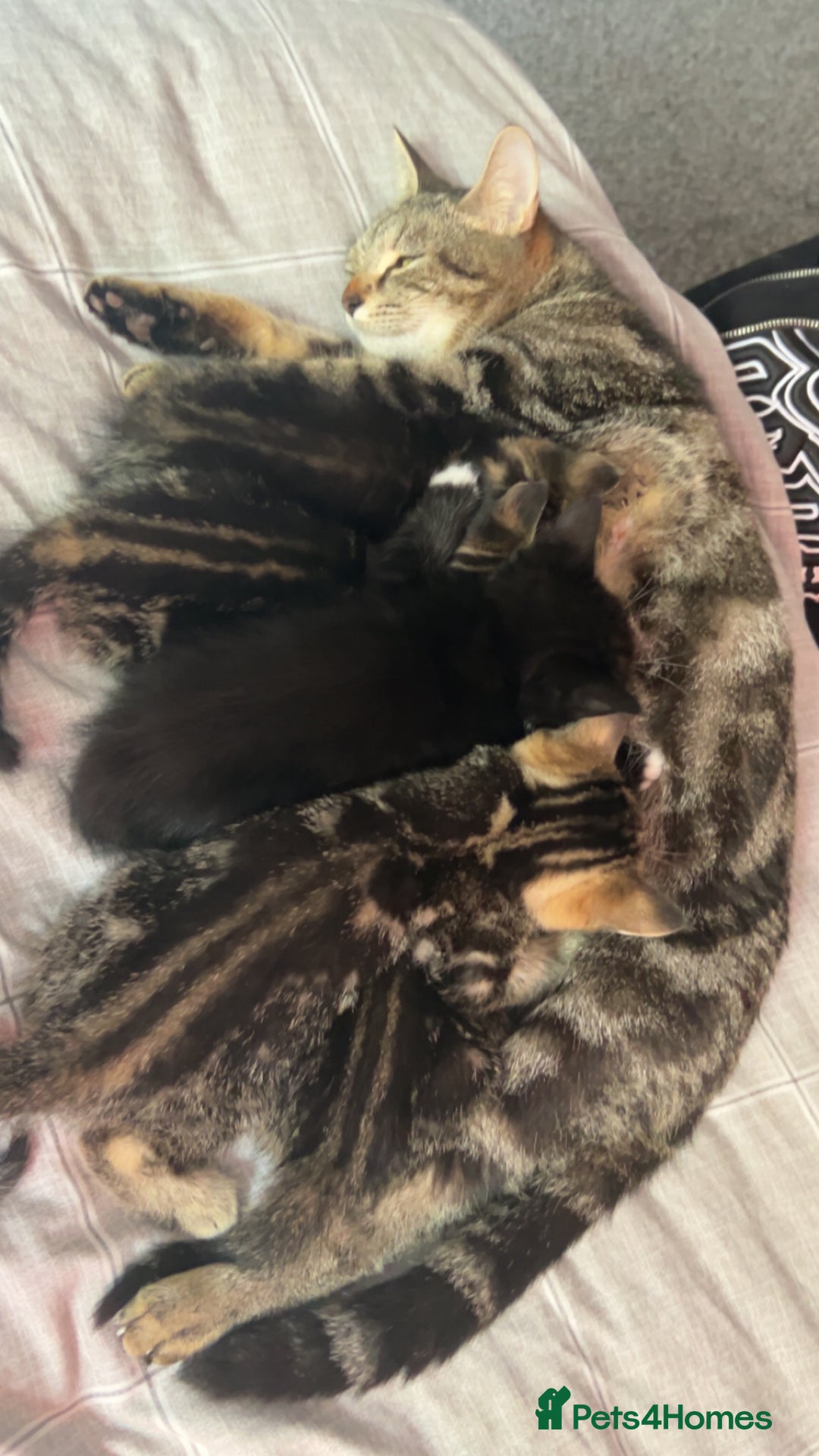 Domestic Shorthair cats for sale: 4 tabby kittens and 1 tuxedo kitten for sale! - Image 7
