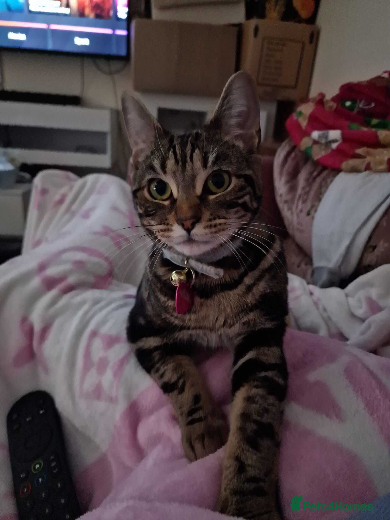 Bengal cats Beautiful bengal cross girl - Advert 6