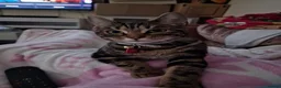 Bengal cats for sale: Beautiful bengal cross girl - Advert 1