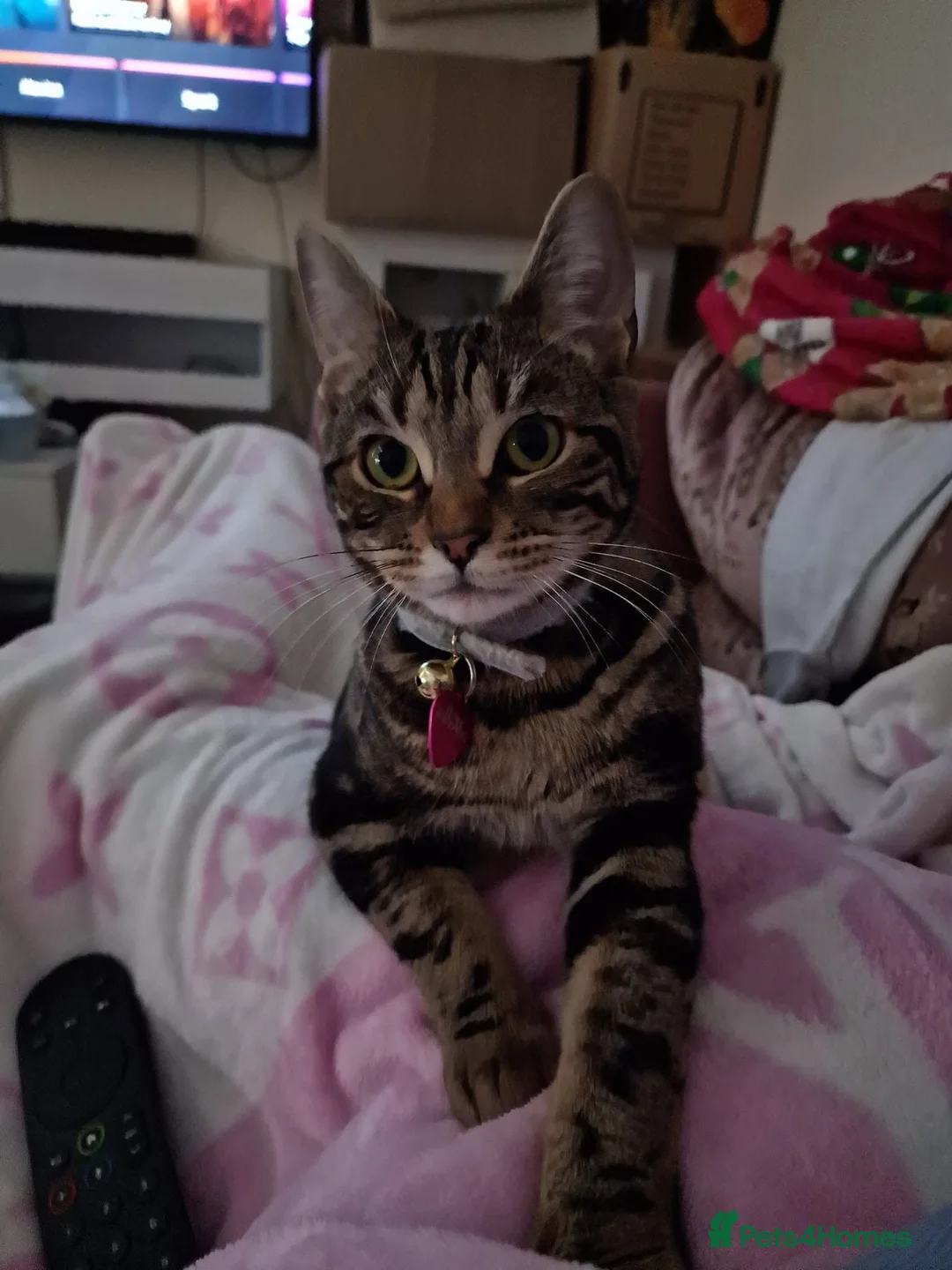 Bengal cats for sale: Beautiful bengal cross girl - Advert 1