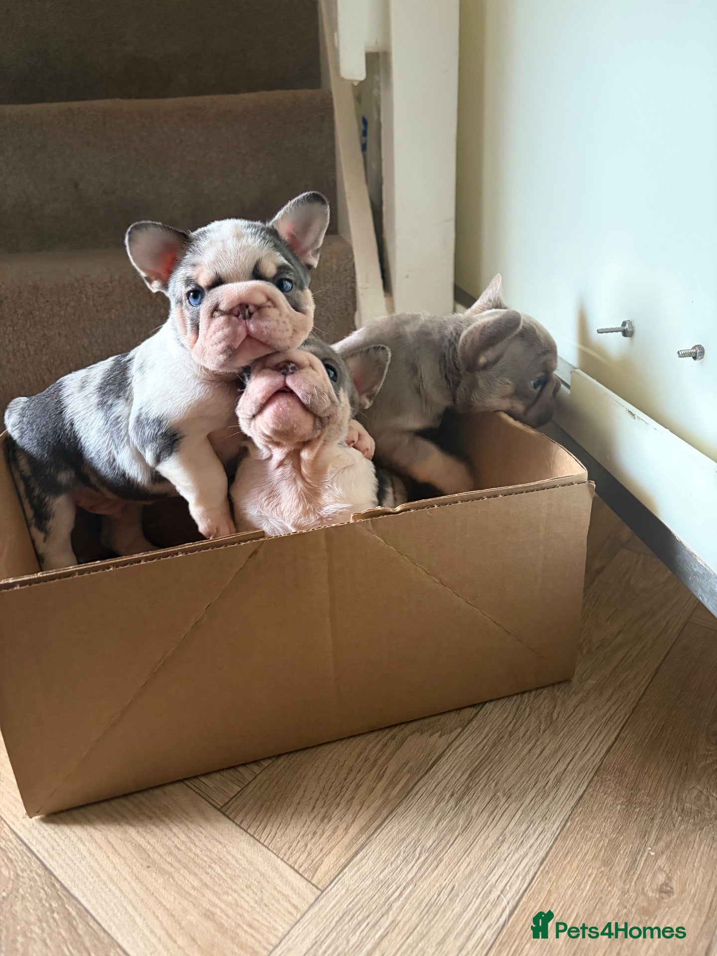 French Bulldog dogs Baby meets Gotti  - Advert 2