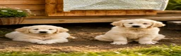 Golden Retriever dogs for sale: World champions blood, FCI & KC in Liverpool - Advert 4