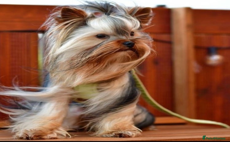 Yorkshire Terrier dogs - Advert 1