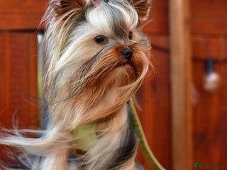 Yorkshire Terrier dogs - Advert 3