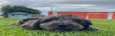 Cockapoo 9