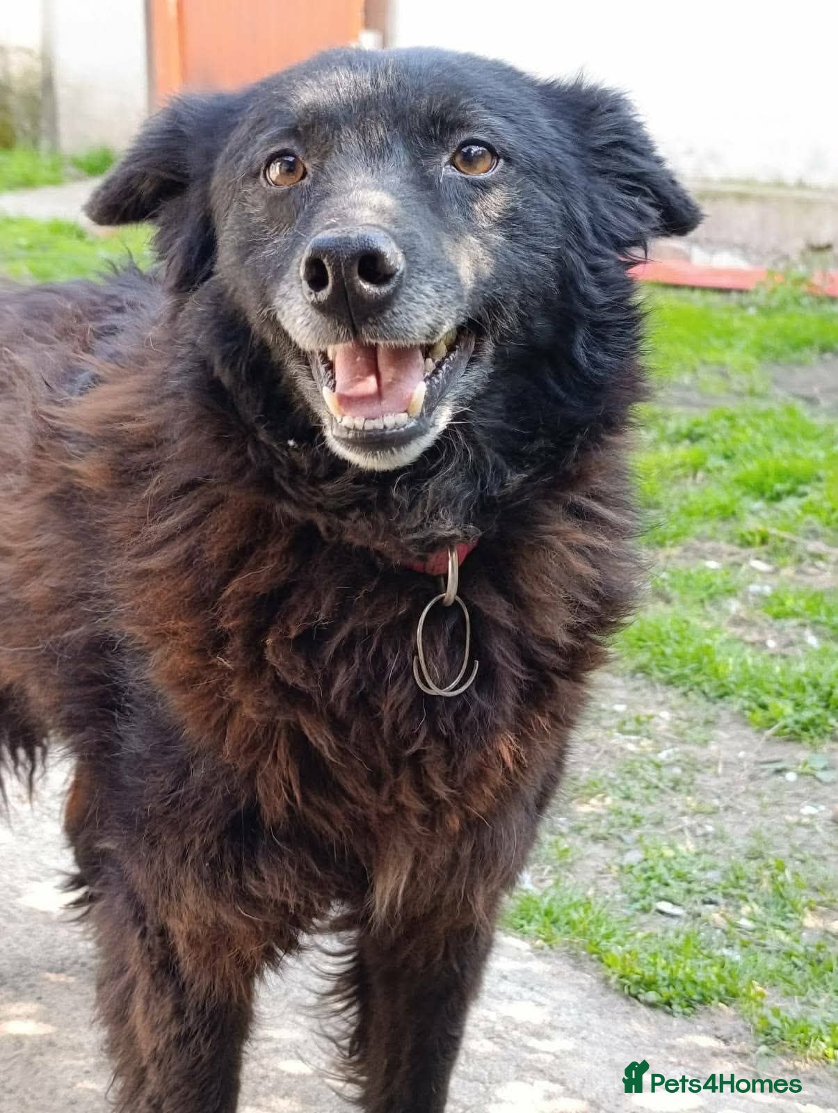 Mixed Breed dogs CADELLA LITTLE RAY OF SUNSHINE WITH A SMILE  - Advert 2