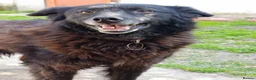 Mixed Breed dogs for sale: CADELLA LITTLE RAY OF SUNSHINE WITH A SMILE  - Advert 2
