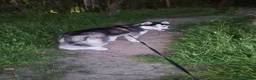 Siberian Husky dogs for adoption: Siberian Husky for sale  in Bradford - Advert 2