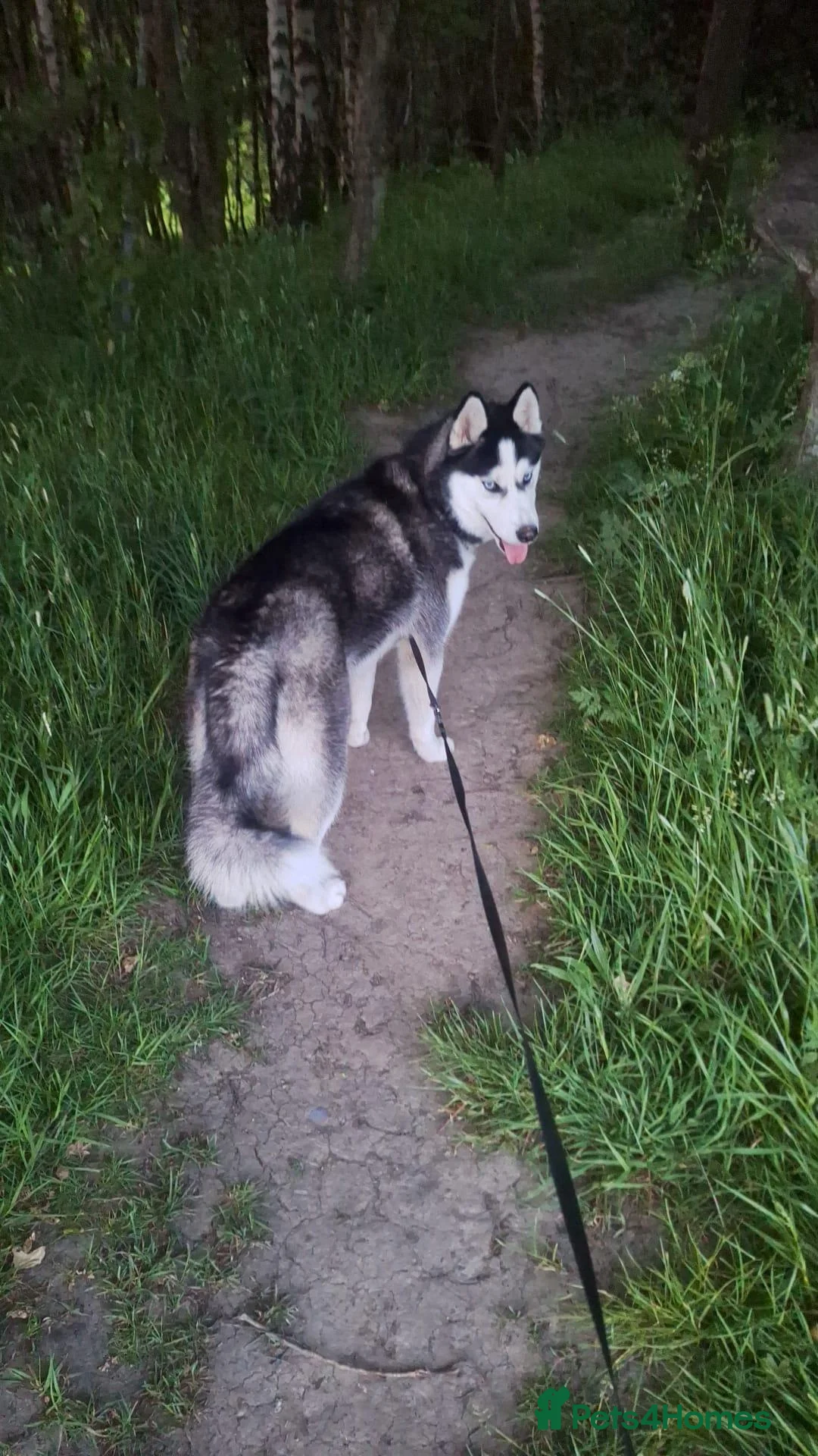 Siberian Husky dogs for adoption: Siberian Husky for sale  in Bradford - Advert 2