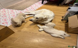 Golden Retriever dogs for sale: CREAM KC REG GOLDEN RETRIEVER TOP BLOODLINE  - Image 1