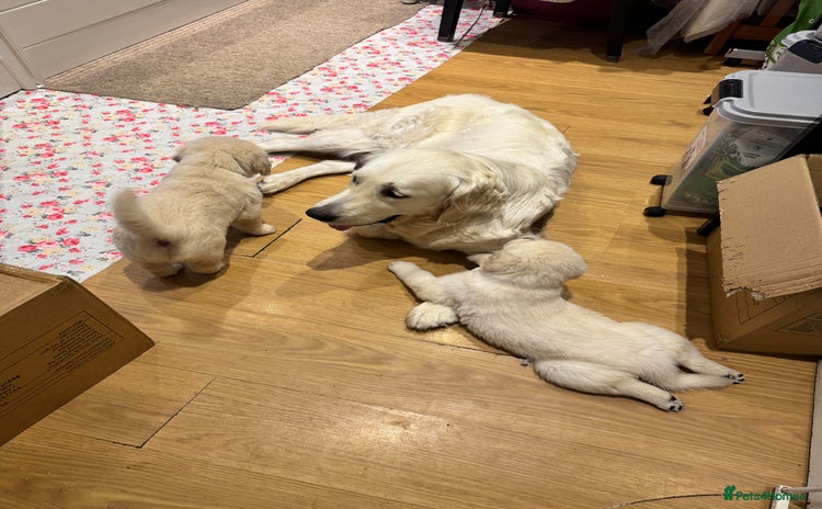 Golden Retriever dogs - Advert 4