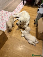 Golden Retriever dogs - Advert 1