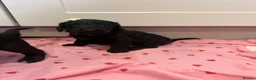 Cockapoo dogs for sale: Beautiful f1 cockerpoo puppies for sale  in Maidenhead - Advert 9