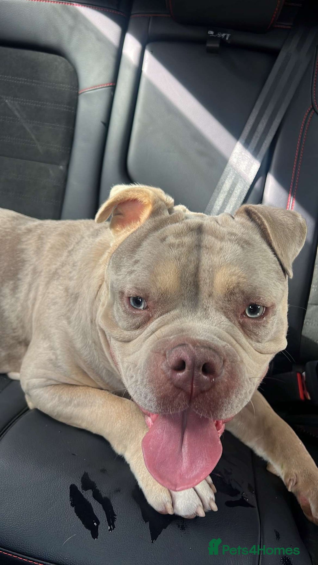 American Bully dogs for stud: ****BEAUTIFUL STUD**** - Image 1
