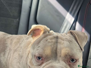 American Bully dogs - Advert 17