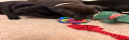 Staffordshire Bull Terrier dogs for sale: KC Reg/DNA Clear Brindle Staffordshire Puppies. - Advert 10