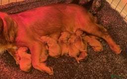 Cockapoo dogs for sale: Red Cockapoo Puppies - Image 8