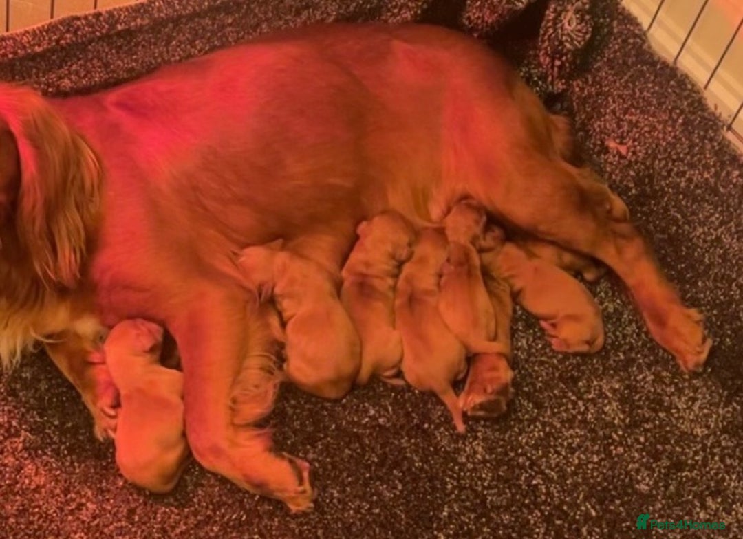 Cockapoo dogs for sale: Red Cockapoo Puppies - Image 8