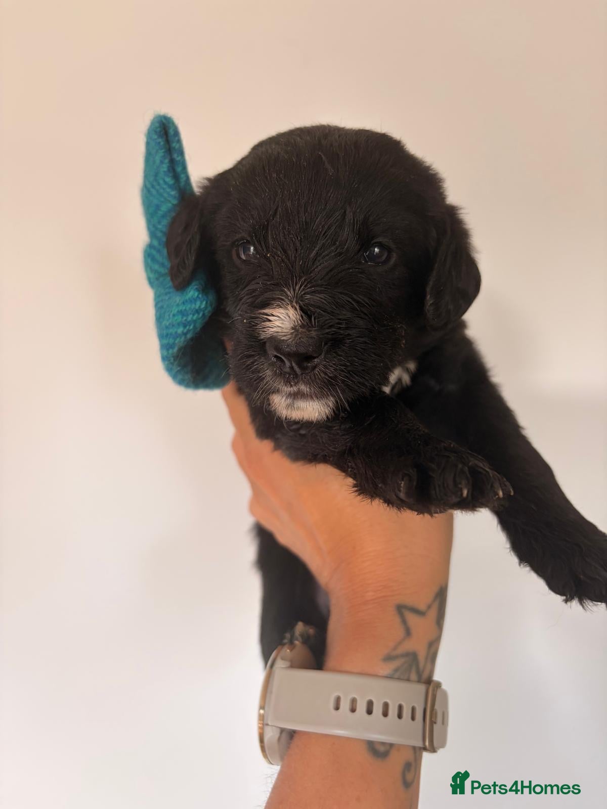 Mixed Breed dogs 🐾 Beautiful Colipoo Puppies – ONLY 2 LEFT 🐶  - Advert 2