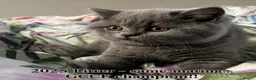 British Shorthair cats for sale: GCCF Blue BSH chunky champion lines - Advert 3
