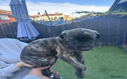 Lurcher dogs for sale: Whippet/greyhound/bull X greyhound/whippet/collieX - Image 28