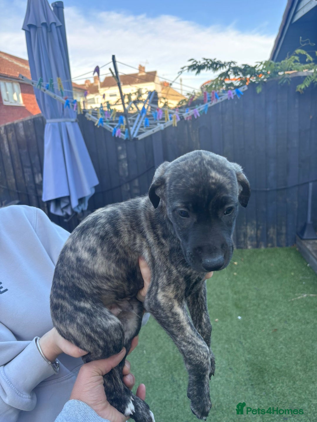 Lurcher dogs for sale: Whippet/greyhound/bull X greyhound/whippet/collieX - Image 28