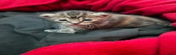 Mixed Breed cats for sale: mixed breed kittens  in Thatcham - Advert 7