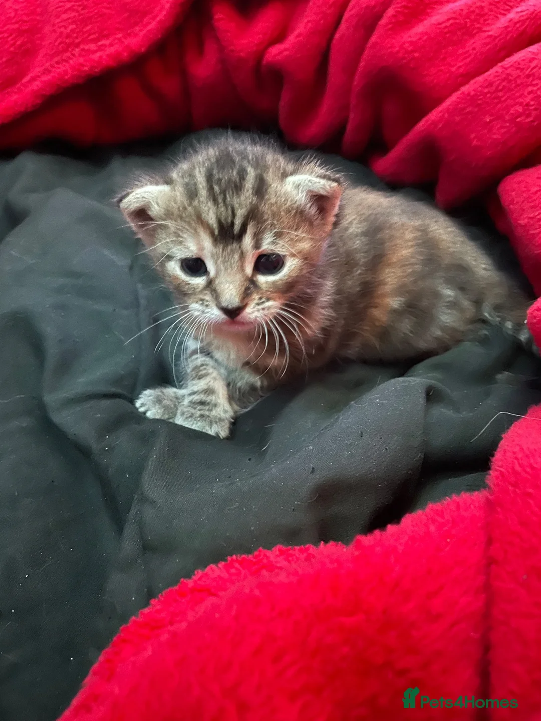 Mixed Breed cats for sale: mixed breed kittens  in Thatcham - Advert 7
