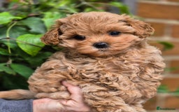 Maltipoo dogs for sale: 🐶Rare Asian/Korean Tiny Maltipoo Puppies🐶 - Image 2