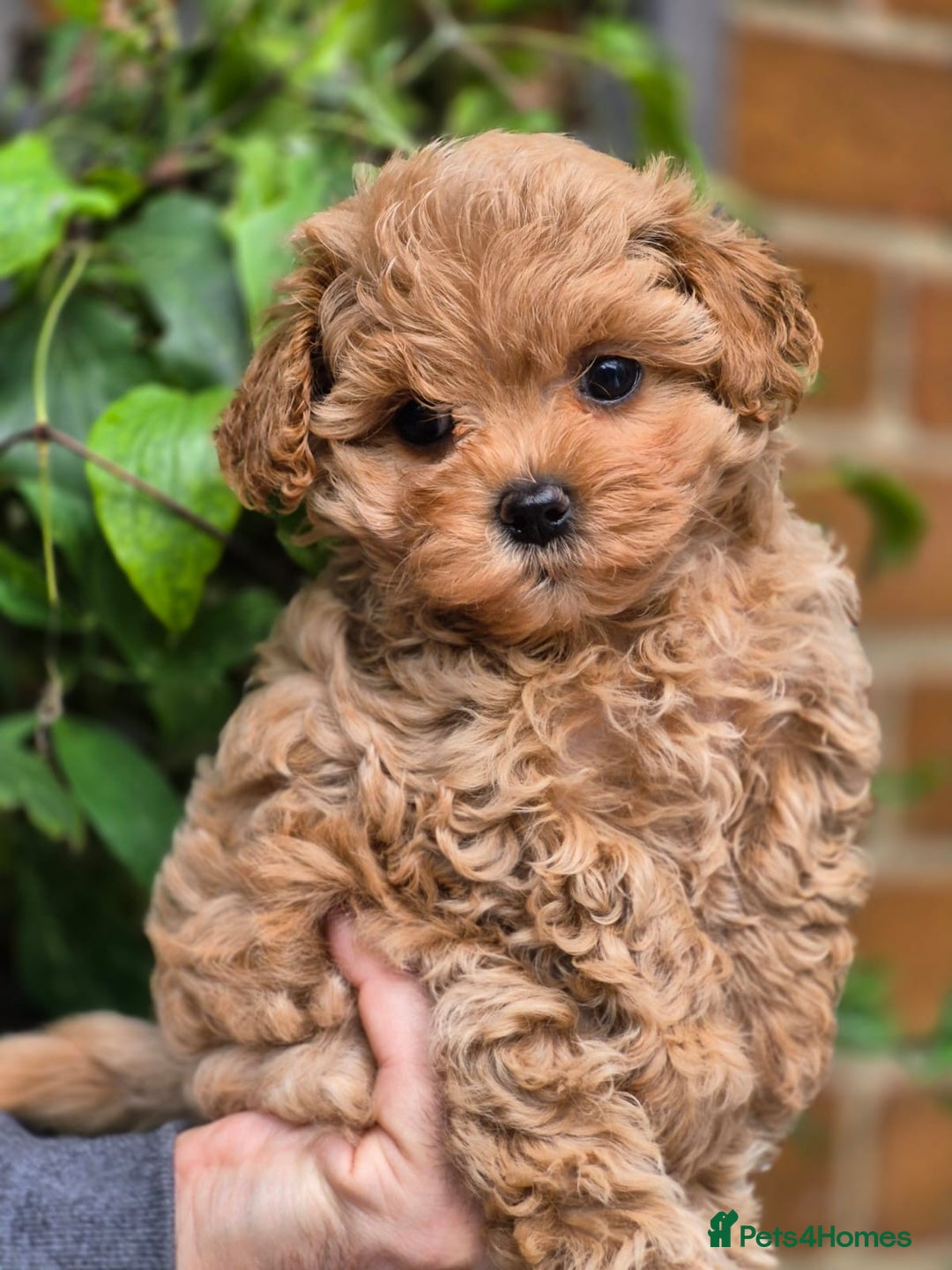 Maltipoo dogs for sale: 🐶Rare Asian/Korean Tiny Maltipoo Puppies🐶 - Image 2