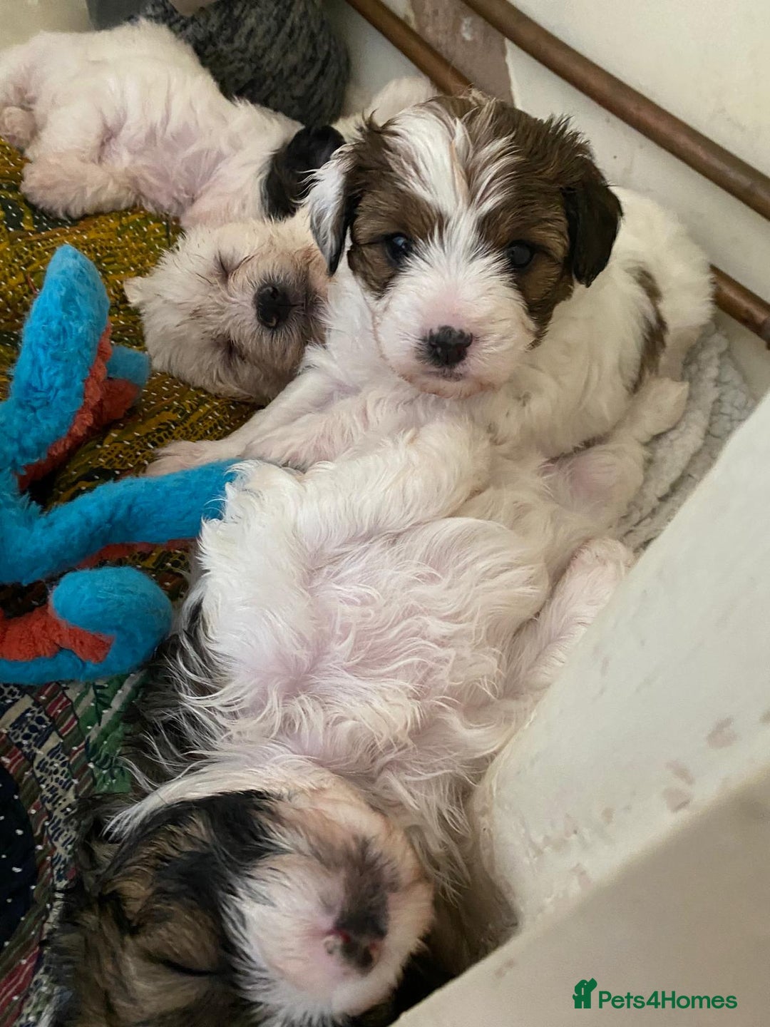 Mixed Breed dogs for sale: 2nd generation Yorkichons - Image 8