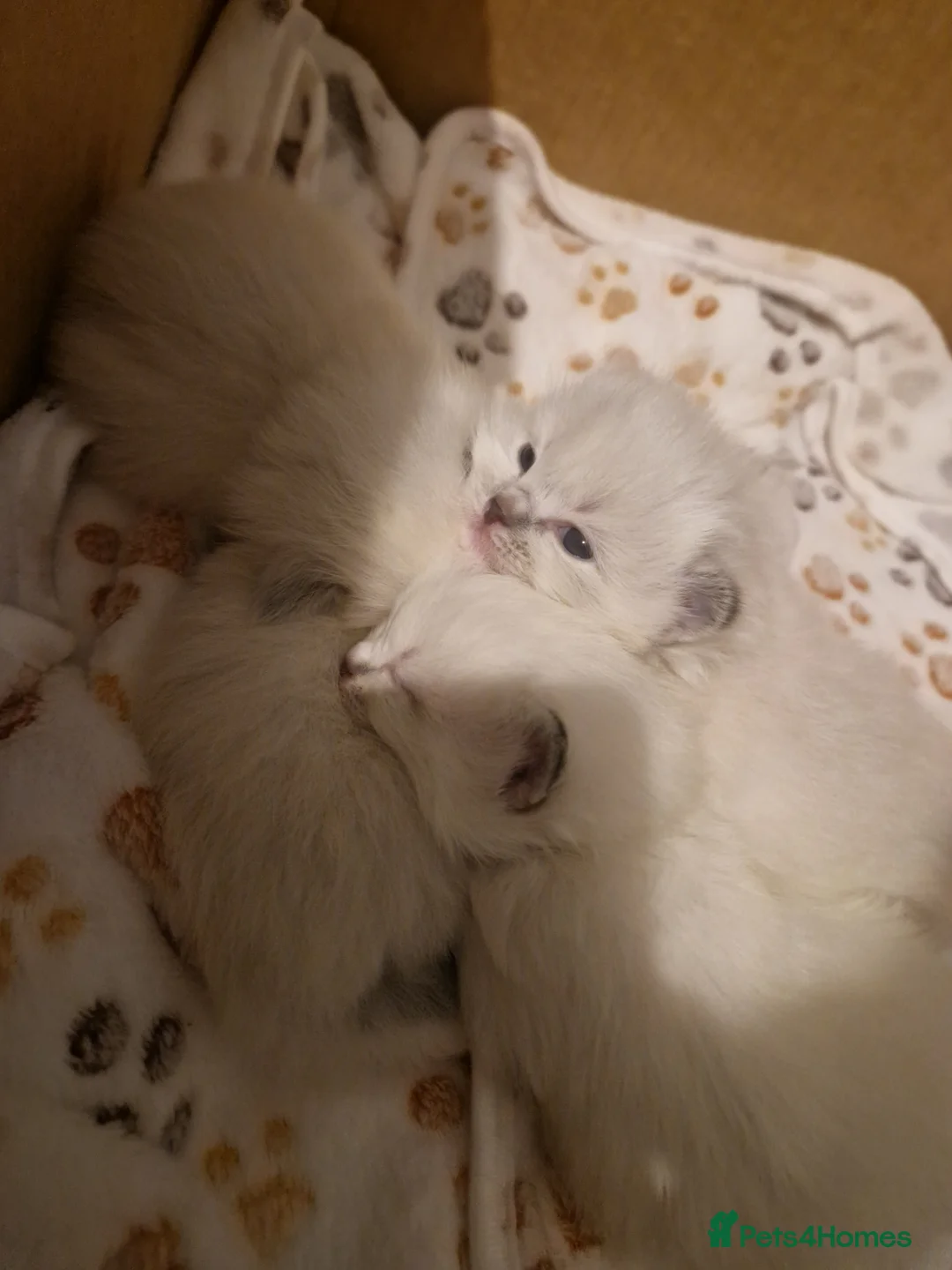 Ragdoll cats for sale: Pure beautiful Ragdoll Kittens  - Advert 5