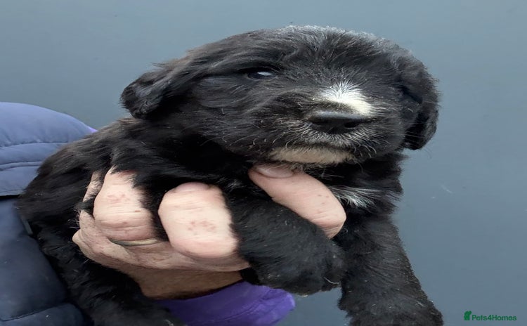 Mixed Breed dogs - Advert 1
