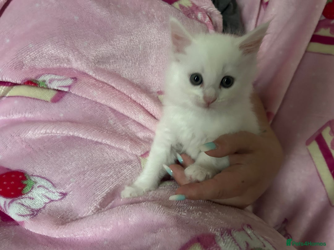 Maine Coon cats for sale: Maine coon X British short hair - Image 9