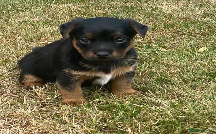 Jack Russell dogs - Advert 1