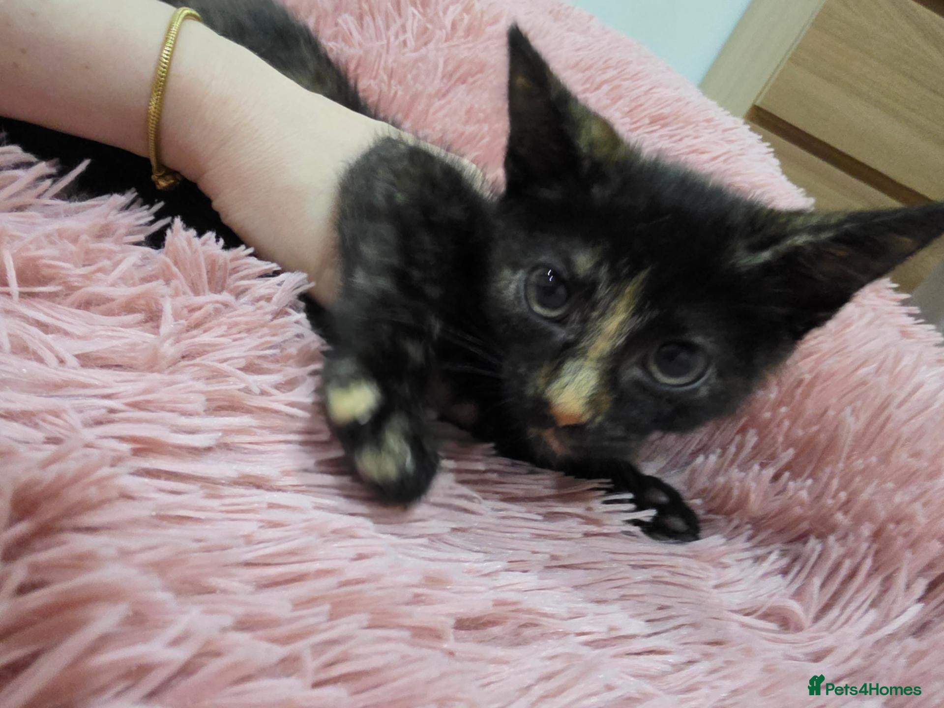 Mixed Breed cats Half bengal kitten only tri female left - Advert 18