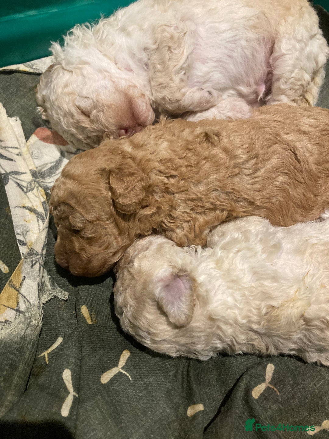 Toy Poodle dogs for sale: Toy poodle WAITING LIST - Advert 3