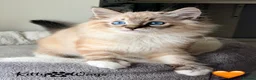 Ragdoll cats for sale: 🐾🩵*TICA REG* LYNX TABBY EU RAGDOLL KITTENS🩵🐾 - Advert 5
