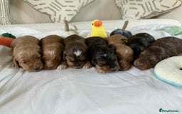 Cockapoo dogs for sale: Miniature Cockapoos  - Image 10