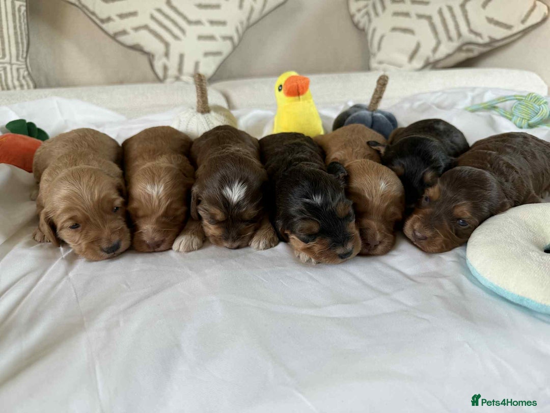 Cockapoo dogs for sale: Miniature Cockapoos  - Image 10