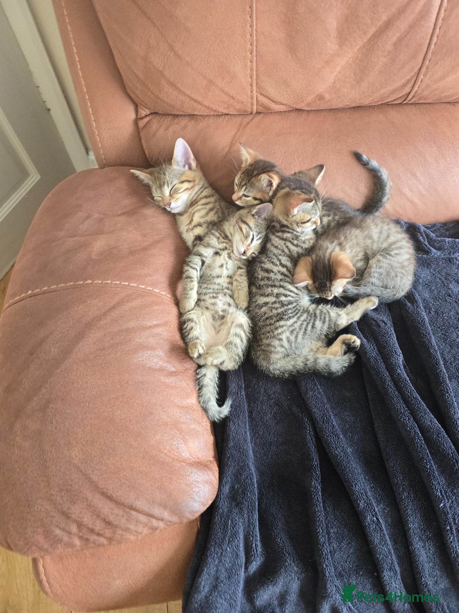 Domestic Shorthair cats 5 beautiful tabby kittens for Sale!!! - Advert 2